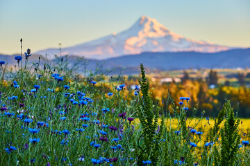 Wildflowers and Mount Hood at Sunrise Eye-Level View