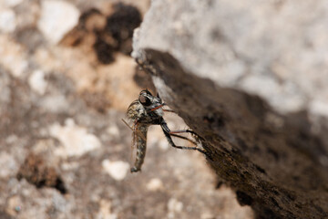 Mosca asesina (asilidae) con ala rota busca alimento entre rocas por no poder volar, Alcoy, España