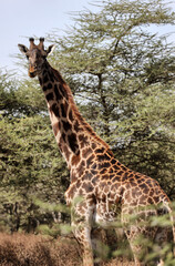 Giraffe