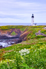 Yaquina Head Lighthouse Cliffside Wildflowers Overcast Day Elevated View