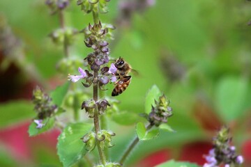 Honeybee Purple Tulsi