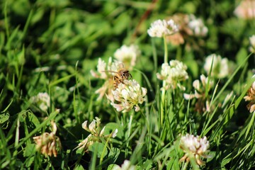 Honeybee on White Clover