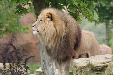 Lion