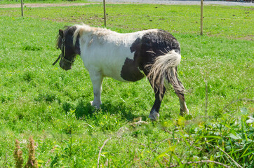 Black and white pony grazing in a field