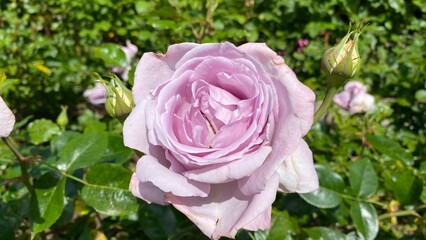 pink rose in Offenburg rose garden