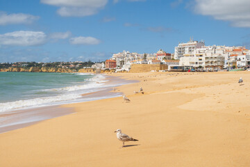 Seagulls on the beach at Armação de Pêra, Portugal