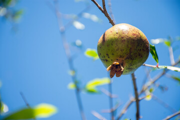 Pomegranate tropical fruit tree made on a sunny day, in the city of Dourados, Mato Grosso do Sul, Brazil
