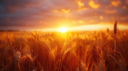 The evening sun shines through the wheat field