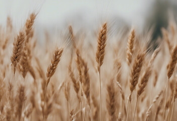 Fototapeta premium Side view of a field of dry mature autumn spikelets of wheat isolated on transparent background