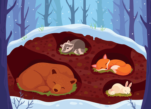 Animals sleeping in den. Animal sleep in underground burrow woodland winter snow season, cute bear hibernation forest nature house, cartoon wildlife ingenious illustration