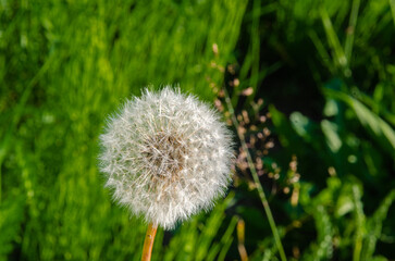 Wild flowers of Fraser Valley found at Mission, BC, Canada