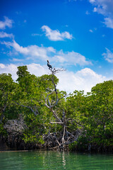 Pelikan na gałęzi drzewa. Las namorzynowy na oceanie. Tropikalna bezludna wyspa. Wakacyjny rejs po krystalicznie czystej wodzie, Ocean Atlantycki, Kuba. Dzika egzotyczna roślinność., natura, tapeta © anettastar