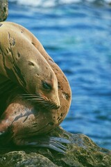 sea lions in San Diego ocean 