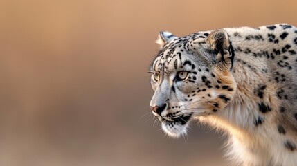 Obraz premium In its natural mountain habitat, a fierce snow leopard roars with its mouth open, displaying its sharp teeth.