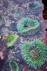 Fototapeta premium Vibrant Green Sea Anemones in Tide Pool Macro View