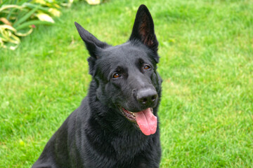 German shepherd