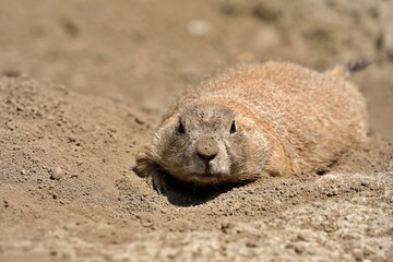 土の上に伏せたカメラ目線のプレーリードッグ