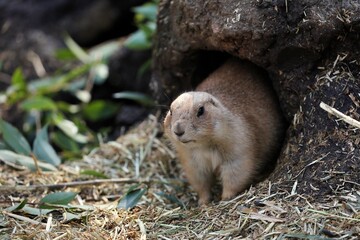 巣穴から出てきたプレーリードッグ