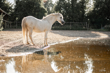 white horse in the water