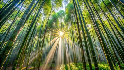 Fototapeta premium Serene Morning Scene of Luminous Sunlight Filtering Through Tall, Swaying Bamboo Trees in a Peaceful, Isolated Forest Landscape