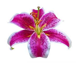 Stargazer Lily close up isolated on transparent background. Vivid Pink Stargazer lily isolated on white background with clipping path.