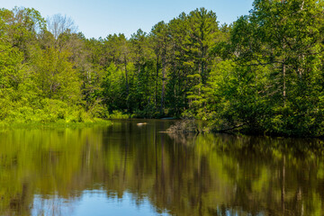 Fototapeta premium Under a blue sky, the Manitowish Rier with the shoreline reflections of the forested shoreline in late June nerar Boulder Junction, Wisconsin