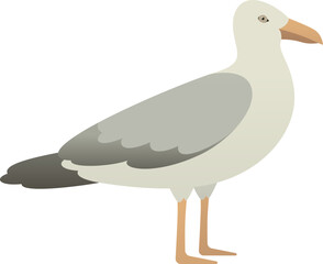 Seagull or gull standing isolated vector illustration. Water bird color clip art.