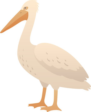 recommend clip art: Pelican isolated vector illustration. Water bird color clip art.