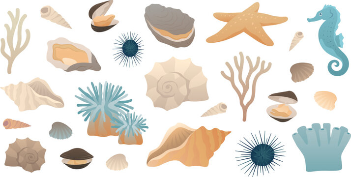 Set of sea underwater elements Shells seahorse clams starfish oysters sea anemone corals isolated