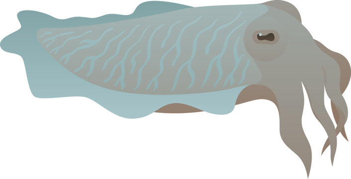 recommend clip art: Cuttlefish or cuttle isolated vector illustration. Marine underwater animal clip art. Sea ocean life.