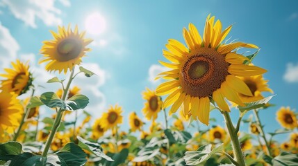 Obraz premium A field of sunflowers under a bright blue sky
