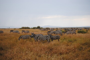 Safari in Kenya including photos of Zebras, Giraffes, Elephants, Lions  and much more. Some photos of cows in a farm and puppies.