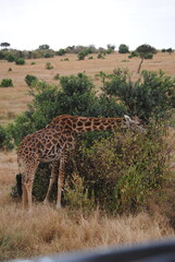 Safari in Kenya including photos of Zebras, Giraffes, Elephants, Lions  and much more. Some photos of cows in a farm and puppies.