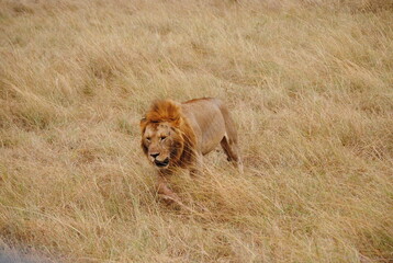 Safari in Kenya including photos of Zebras, Giraffes, Elephants, Lions  and much more. Some photos of cows in a farm and puppies.