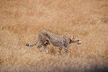 Safari in Kenya including photos of Zebras, Giraffes, Elephants, Lions  and much more. Some photos of cows in a farm and puppies.