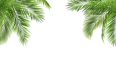 Palm Tree Branch Border With White Background