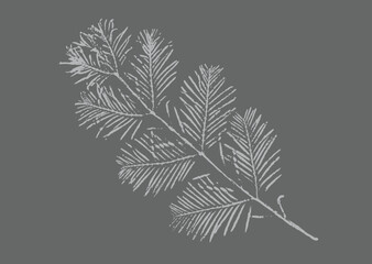 Leaves or branch from an evergreen pine tree. Decorative leaf prints or leaf art. Gray botanical leaf illustrations or sketch print.