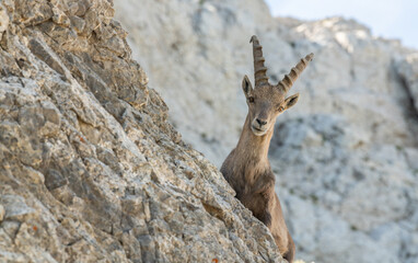 Close up view of a young ibex, capricorn peeping from behind a rock. Swiss mountains, appenzell, wildlife. adult ibex on rocks. Summer,daytime. European wildlife, wildlife conservation. Nature.