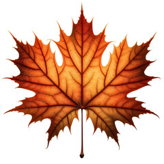 Obraz premium Maple Leaf Isolated on transparent Background