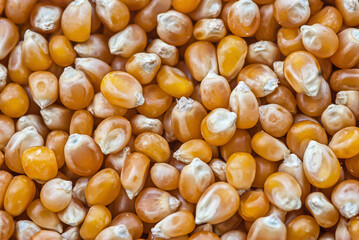 Yellow popcorn corn seen from above with visible seeds