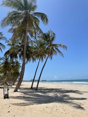 palm trees on the beach