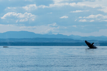 Humpbak leans back A humpback whale leans back as it breaches the surface perhaps gaining a new perspective of the beautiful blues of the BC mountains on a summer day © Trudie