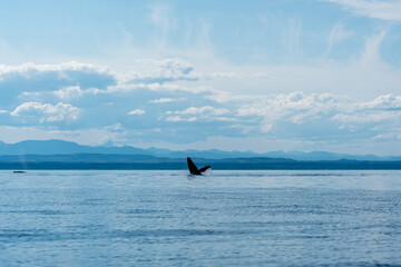 Naklejka premium Humpback reaches for the sky With a backdrop of mountains. sky in ocean in shades of blue a humpback whale emerges from the surface reaching for the sky