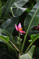 Pink Serpent Banana Tree (musa ornata)