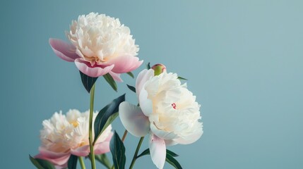 Obraz premium Close up of three peony flowers in white and pink on a gray blue backdrop with selective focus and ample space for text Horizontal design suitable for various purposes in pastel shades