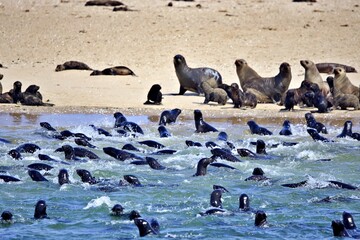 Seelöwenkolonie in Namibia