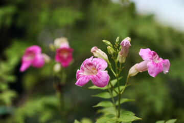 Obraz premium Pink trumpet vine (Podranea ricasoliana)