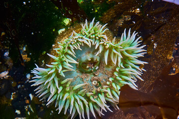 Vibrant Green Sea Anemone in Rocky Tide Pool Close-Up