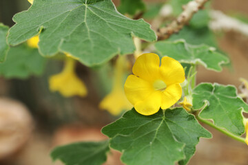 Yellow flower Caudex Succulent plant (Uncarina roeoesliana) from Madagascar
