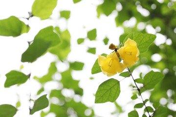 Dwarf Badhara Bush (Gmelina elliptica) with yellow flower